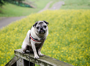 羊毛フェルト人形 ビフォー