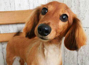 羊毛フェルト人形 ビフォー