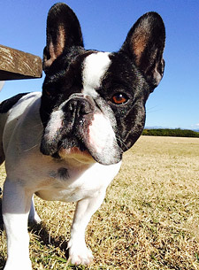 羊毛フェルト人形 ビフォー