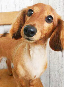 羊毛フェルト人形 ビフォー