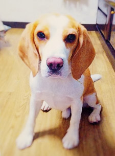 羊毛フェルトキーホルダー ビフォー