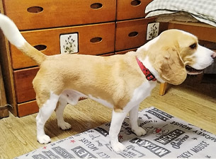 羊毛フェルトキーホルダー ビフォー