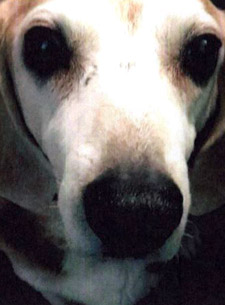 羊毛フェルトレリーフ ビフォー