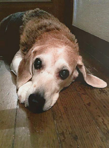 羊毛フェルトレリーフ ビフォー