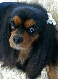 羊毛フェルトレリーフ ビフォー